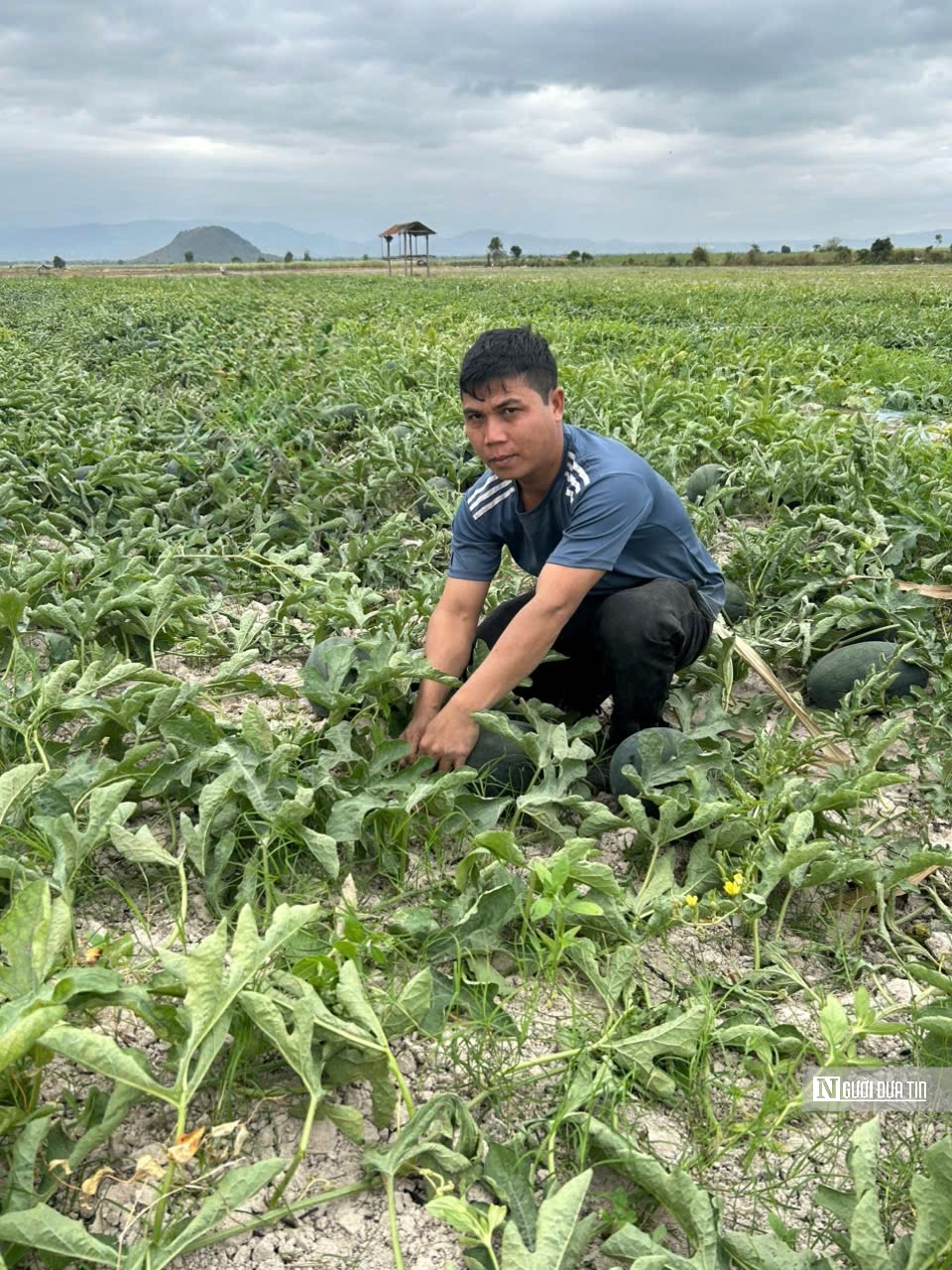 Dưa hấu rớt giá thê thảm sau Tết, nông dân mất ăn mất ngủ vì nợ nần- Ảnh 2.