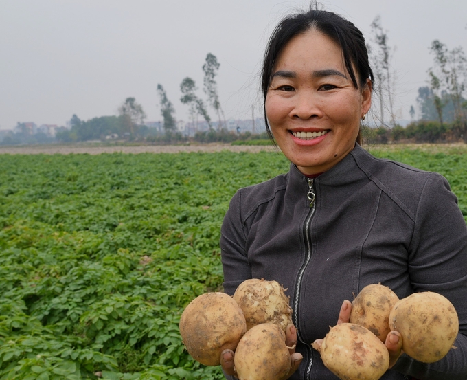 Chị Trịnh Thị Nga bên những củ khoai tây vừa thu hoạch. Ảnh: Dương Đình Tường.