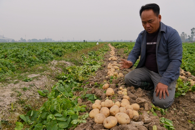 Anh Nguyễn Ngọc Giang bên ruộng khoai tây vừa dỡ. Ảnh: Dương Đình Tường.