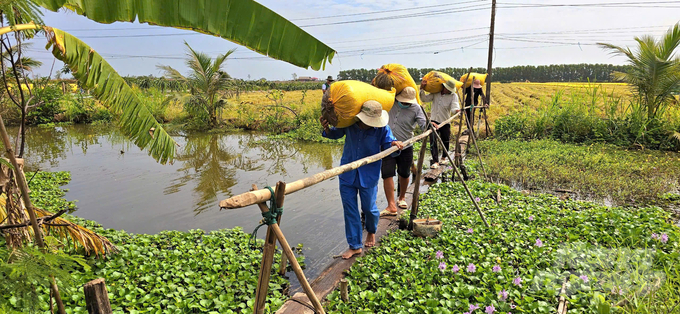 Niềm vui của nông dân khi thu hoạch lúa tím đạt năng suất cao ngay vụ đầu tiên. Ảnh: Minh Sáng.