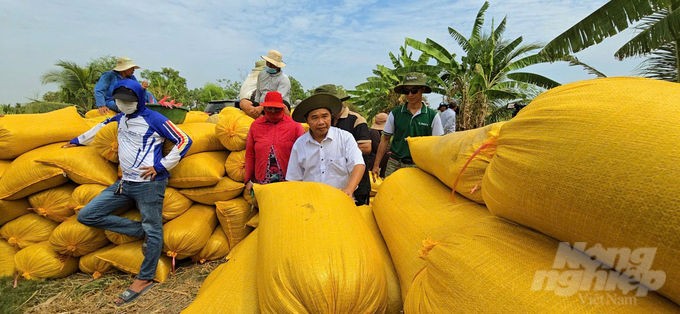 Tiến sĩ Đào Minh Sô (đứng giữa) - tác giả giống lúa tím SR21 chia sẻ niềm vui với nông dân thu hoạch đạt năng suất cao trong mô hình. Ảnh: Minh Sáng.