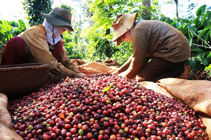 Giá cà phê Việt Nam hưởng lợi khi nguồn cung toàn cầu bị ảnh hưởng.