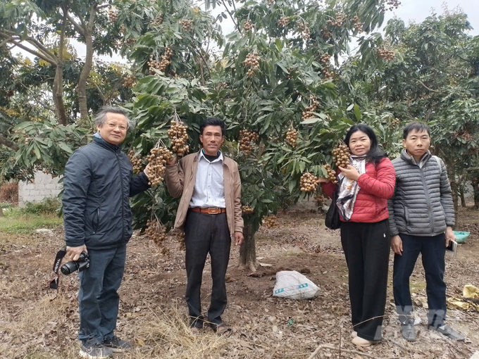 PGS.TS Nguyễn Quốc Hùng (Viện trưởng Viện Nghiên cứu Rau quả) và cộng sự thăm, khích lệ mô hình xử lý cho thu hoạch rải vụ nhãn của ông Hoàng Quang Tuấn ở Khoái Châu, Hưng Yên. Ảnh: Hải Tiến.