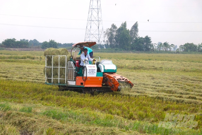 Việc thu gom, tái sử dụng rơm sau khi thu hoạch lúa là một trong những nỗ lực tiêu biểu của kinh tế tuần hoàn trong nông nghiệp. Ảnh: Kim Anh. 