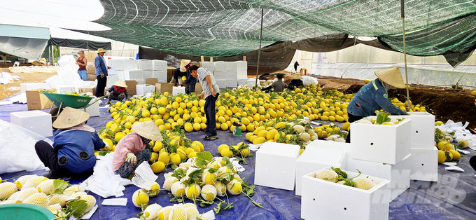 Hiện An Farm đã mở rộng thêm được hơn 100 liên kết trồng dưa lưới công nghệ cao tại nhiều tỉnh thành phía Nam. Ảnh: Minh Sáng.