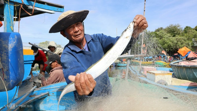 Ông Phạm Hồng Thảo, ngư dân làng chài Thanh Hải đang gỡ cá hố trên ghe tại bến Cầu Ké. Ảnh: Tư Huynh