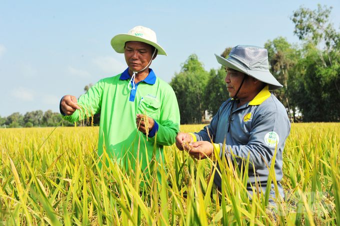 Mô hình hợp tác 3 bên đã giúp nông dân trồng lúa ở ĐBSCL giảm chi phí và gia tăng lợi nhuận. Ảnh: Lê Hoàng Vũ.