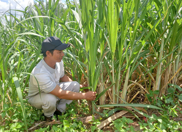 “Bóc ngắn cắn dài”, trồng mía và rừng mà thành tỷ phú  - Ảnh 2.