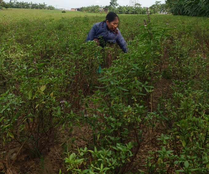 Gia đình bà Huyền mạnh dạn chuyển đất lúa và thuê thêm đất để trồng húng quế chiết xuất tinh dầu. Ảnh: Trần Toản.