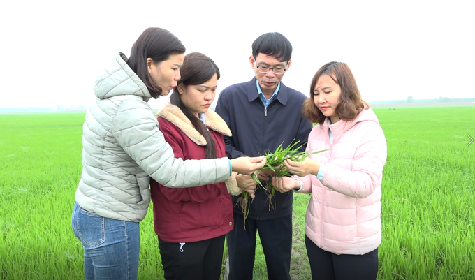 Ông Trần Minh Tuấn,  Phó Chi cục trưởng Chi cục Trồng trọt và Bảo vệ thực vật tỉnh Quảng Trị và cán bộ kỹ thuật kiểm tra bệnh đạo ôn trên lúa đông xuân. Ảnh: Việt Toàn.