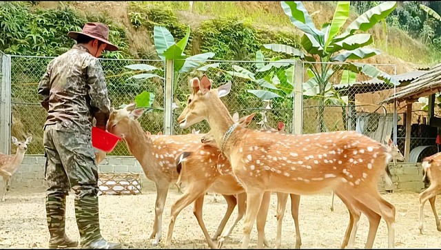 Nuôi hươu làm “thần dược”, người dân thu tiền tỷ mỗi năm- Ảnh 3.