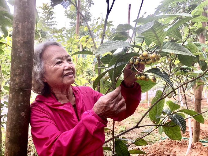 PGS.TS Nguyễn Thị Trâm thăm vườn trà hoa vàng. Ảnh: Dương Đình Tường.