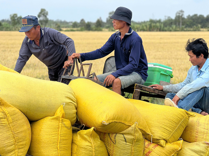 Nông dân huyện Phước Long thu hoạch vụ lúa đông xuân. Ảnh: Trọng Linh.