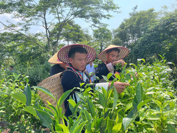 Cây chè gắn liền với đời sống bà con vùng cao nhờ hiệu quả kinh tế. Ảnh: Hải Đăng.