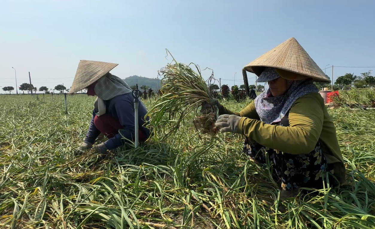 Tỏi được thu hoạch v&agrave; buộc th&agrave;nh ch&ugrave;m.