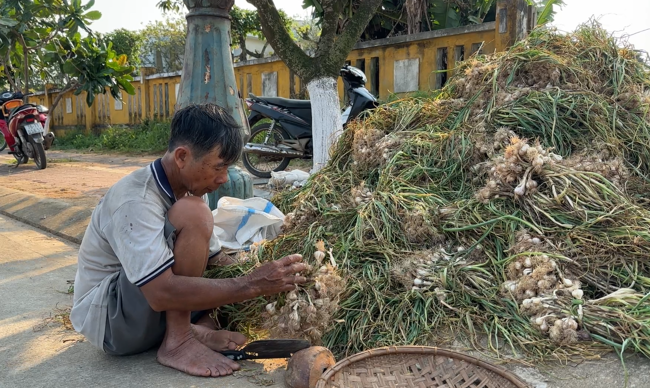 V&agrave;o m&ugrave;a tỏi ch&iacute;n, khắp nơi tr&ecirc;n huyện đảo ngập tr&agrave;n m&agrave;u tỏi trắng v&agrave; hương thơm nồng đặc trưng.