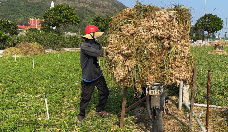 Xe m&aacute;y l&agrave; phương tiện phổ biến d&ugrave;ng để vận chuyển tỏi tr&ecirc;n đảo L&yacute; Sơn.