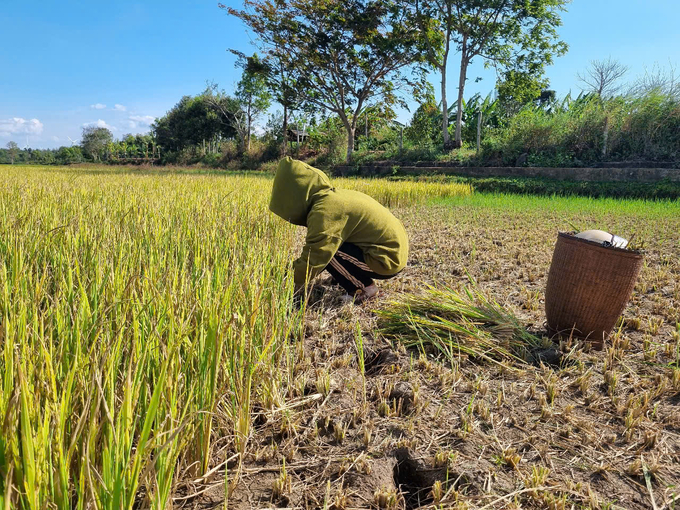 Khô hạn khiến ruộng lúa bị mất trăng, gia đình chị Hơi đành cắt về cho bò ăn. Ảnh: Tuấn Anh.