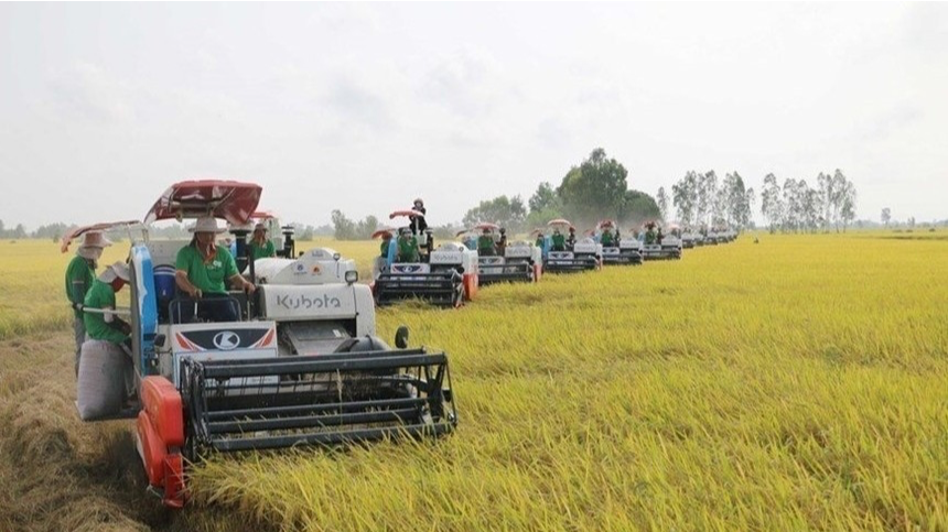 Gi&aacute; l&uacute;a gạo h&ocirc;m nay 11/3: l&uacute;a tươi bật tăng. Ảnh minh hoạ.&nbsp;