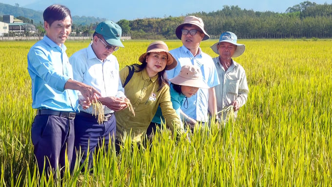 Trung tâm Khuyến nông Bình Thuận sẽ tiếp tục triển khai các mô hình giúp nông dân thay đổi thói quen sản xuất lúa, tăng lợi nhuận. Ảnh: KS.