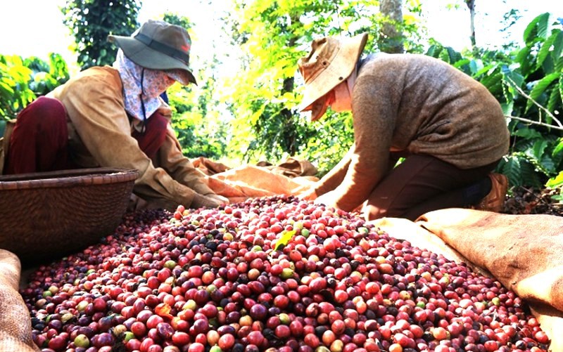 C&agrave; ph&ecirc; Việt Nam l&agrave; một trong những sản phẩm xuất sang EU phải chấp h&agrave;nh Quy định chống mất rừng (EUDR) được &aacute;p dụng từ th&aacute;ng 1/2025. Ảnh minh hoạ