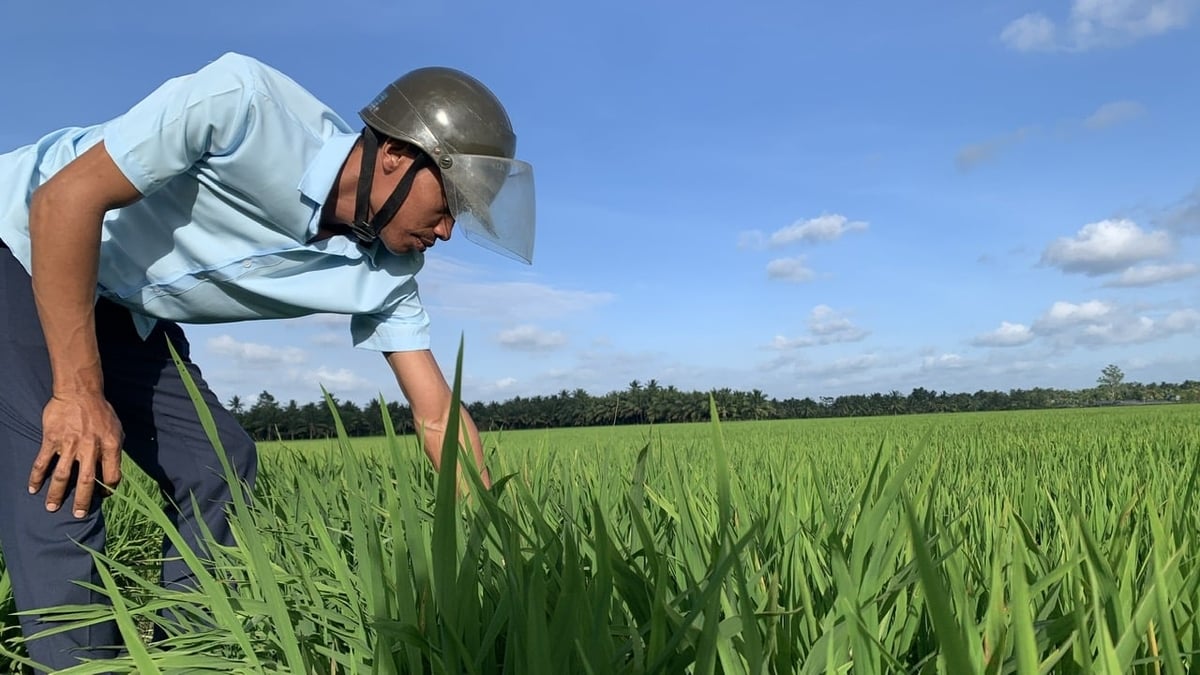 Chi cục Trồng trọt và Bảo vệ thực vật tỉnh Vĩnh Long khuyến cáo nông dân thường xuyên thăm đồng để phát hiện kịp thời sâu bệnh. Ảnh: Hồ Thảo.