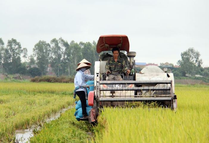 Người dân xã Nghĩa Dân, huyện Kim Động, tỉnh Hưng Yên sử dụng máy gặt, đập liên hợp giúp thu hoạch lúa nhanh hơn