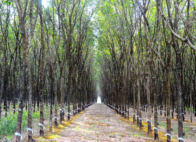 Gia Lai thủ phủ cao su của Tây Nguyên, nguồn nguyên liệu dồi dào sản xuất ván ghép. Ảnh: Minh Vỹ.