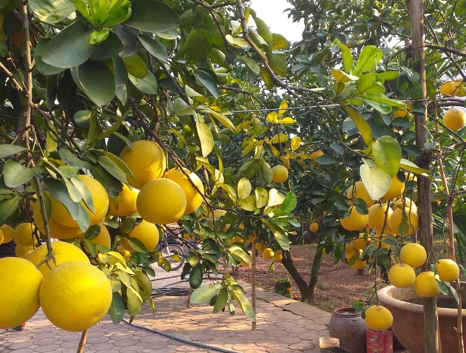Canh tác nông nghiệp thì việc chọn lựa hạt giống, cây giống tốt là rất quan trọng...