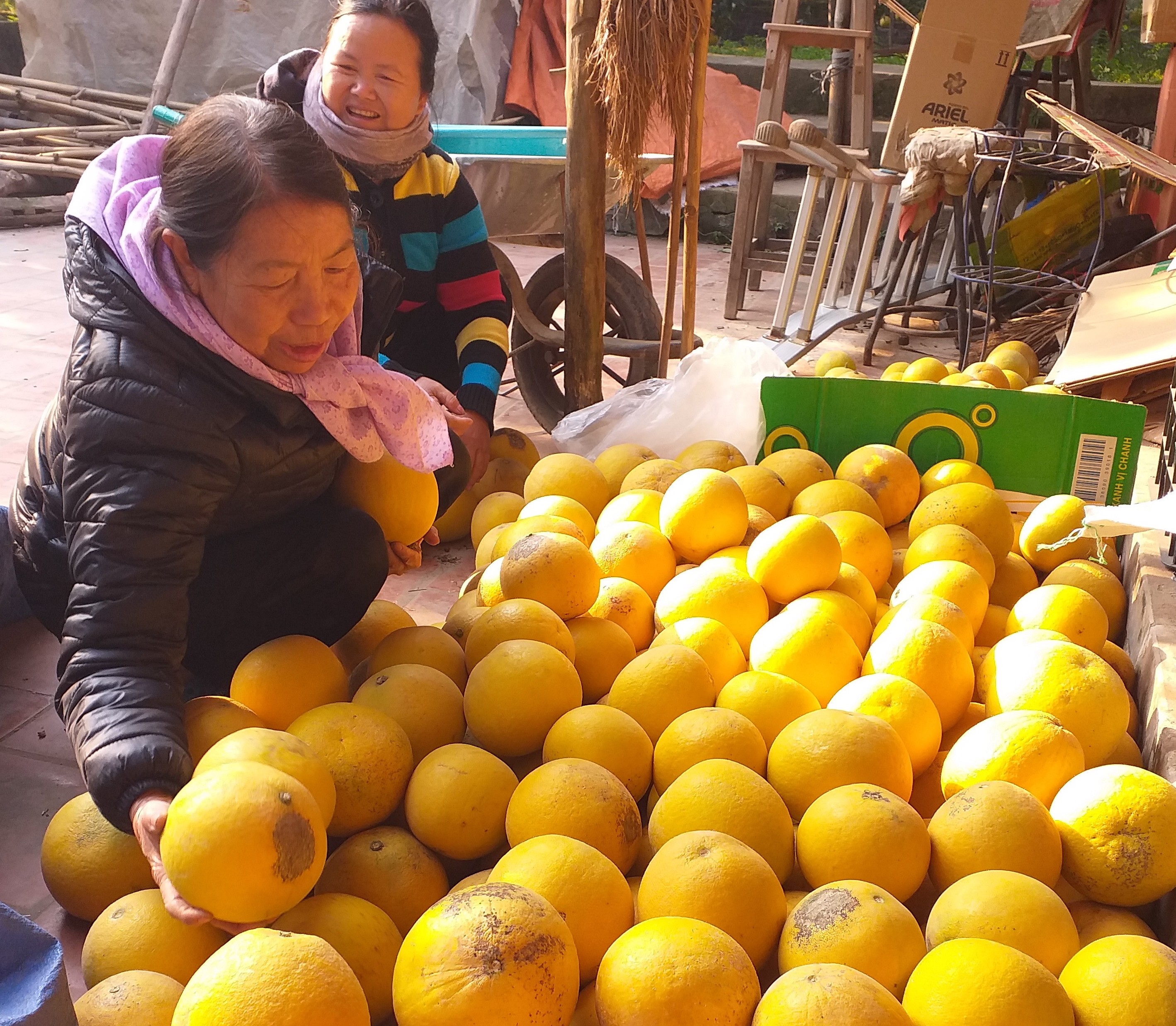 Trong khi nhiều hộ dân trồng được giống bưởi Diễn ngon, chuẩn vị lại luôn không có hàng để bán