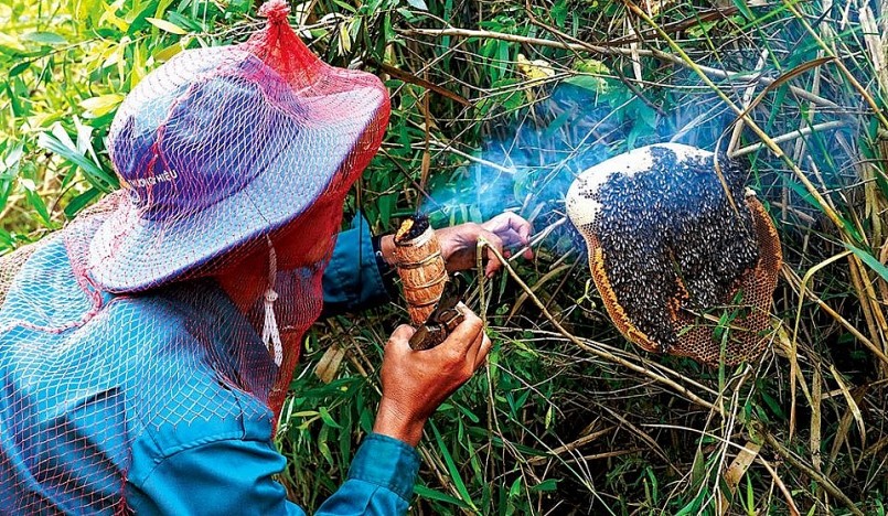 1 Thợ rừng khai thác tổ ong ruồi thiên nhiên ở rừng tràm U Minh Hạ.