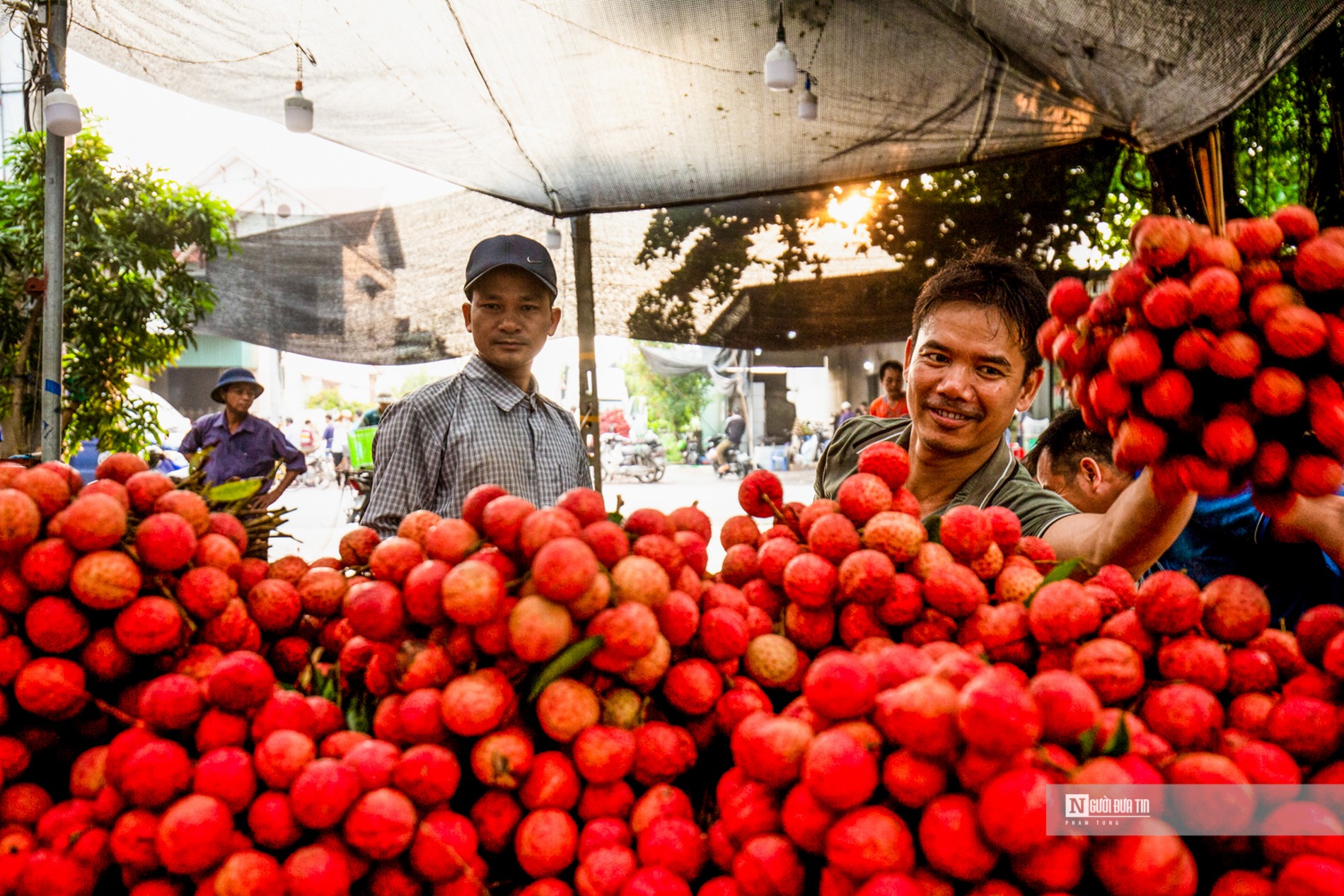 Được biết, trên địa bàn huyện Thanh Hà, xã Thanh Quang có diện tích trồng nhiều nhất huyện, khoảng 700 ha vải sớm. Để đảm bảo cho vụ vải sắp tới, UBND xã Thanh Quang đã làm việc với 36 chủ điểm cân trên địa bàn, ký cam kết với các hộ thu mua bảo đảm trật tự an toàn giao thông, không thu mua vải xanh...