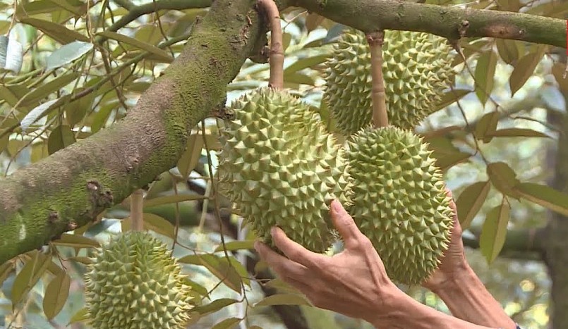 sau-rieng-dong-nai-xuat-khau-1111111111111