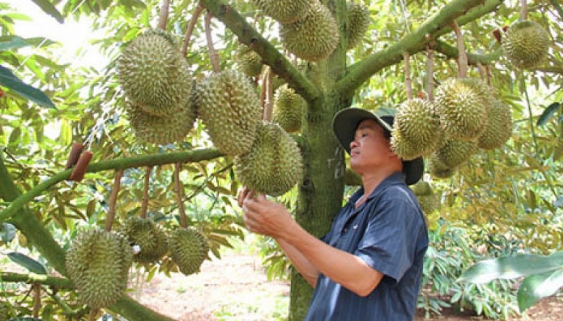 Việc sầu riêng được xuất khẩu chính ngạch sang thị trường Trung Quốc là niềm vui lớn của người trồng sầu riêng.