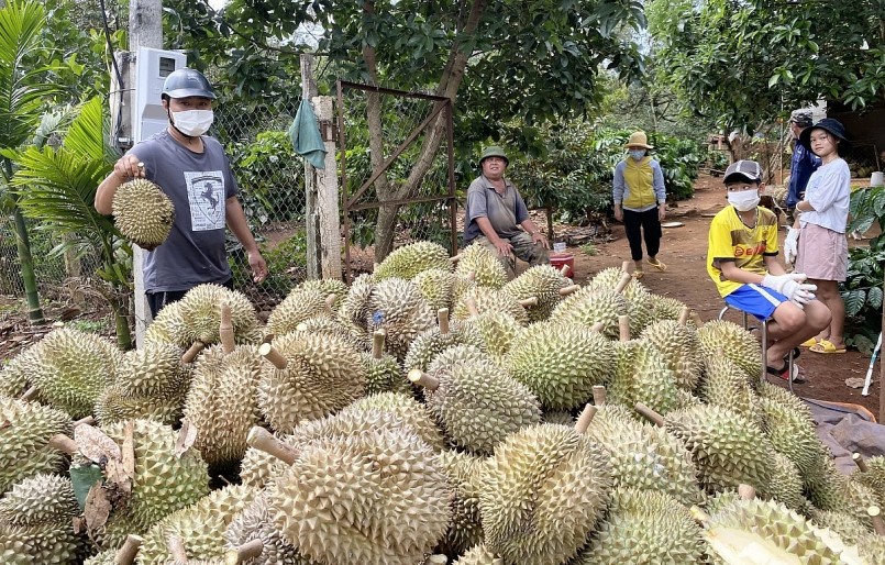 Diện tích và sản lượng sầu riêng trên địa bàn tỉnh Đắk Lắk ngày càng tăng.