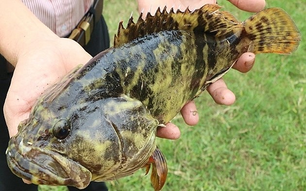 Cá mú trân châu sau 8 tháng nuôi trọng lượng bình quân đạt 0,7 kg/con.