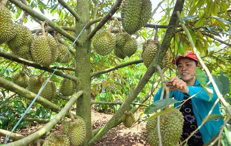 Nông dân vừa phấn khởi khi giá sầu riêng cao vừa lo lắng 