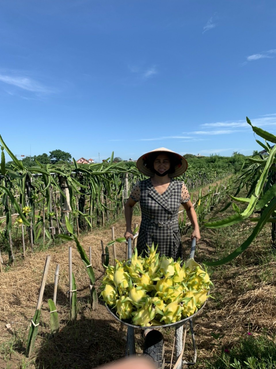 Mô hình thanh long vỏ vàng, tai xanh được trồng theo hướng hữu cơ rộng hơn 4ha bước đầu cho hiệu quả kinh tế cao