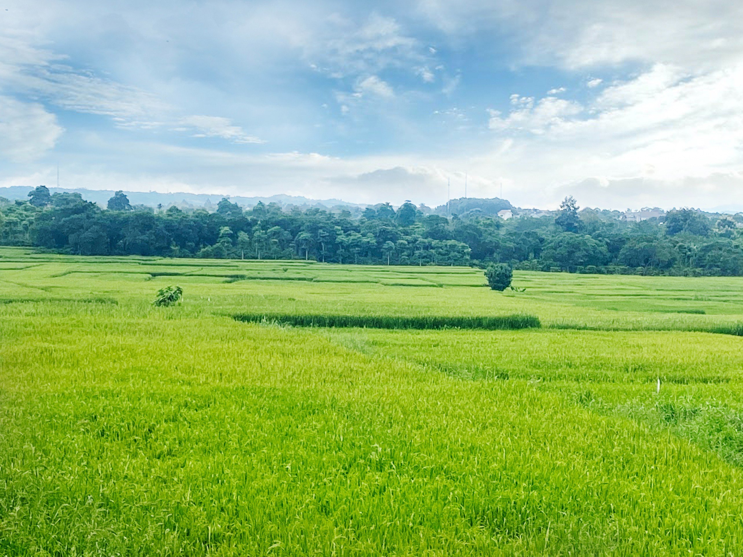 Mô hình trồng lúa theo trương trình VIETGAP tại khu vực cánh đồng 10 ha thuộc Buôn CưDluê