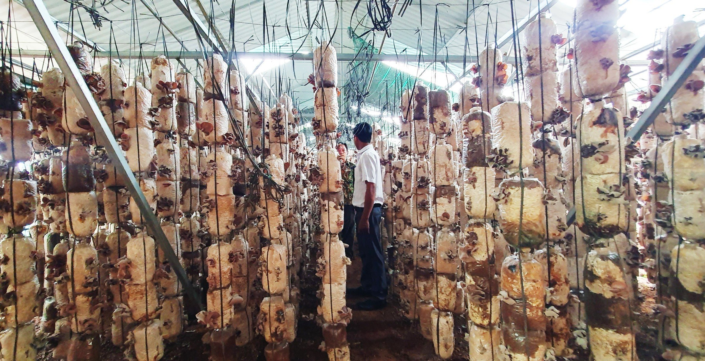 HTX trồng Nấm Hòa Xuân