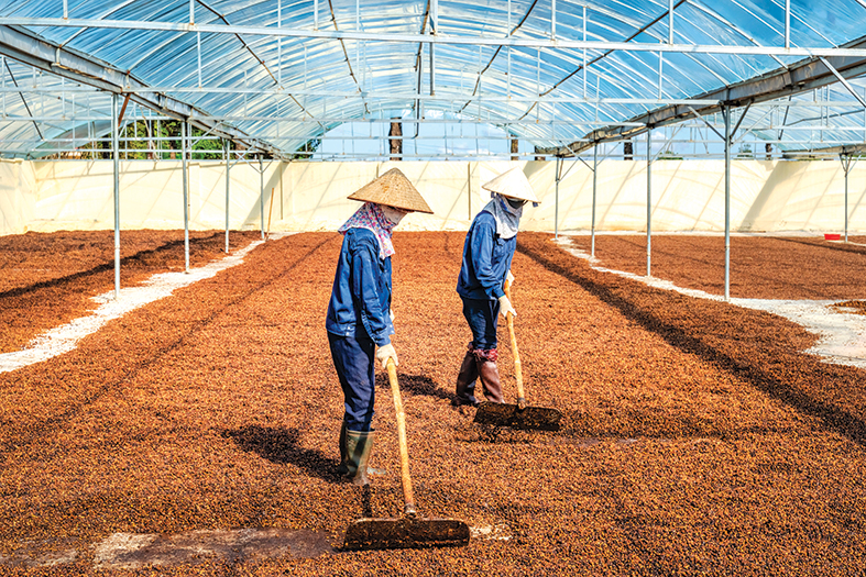 Việt Nam chủ yếu xuất khẩu cà phê thô, chiếm hơn 95% tổng giá trị xuất khẩu cà phê sang EU