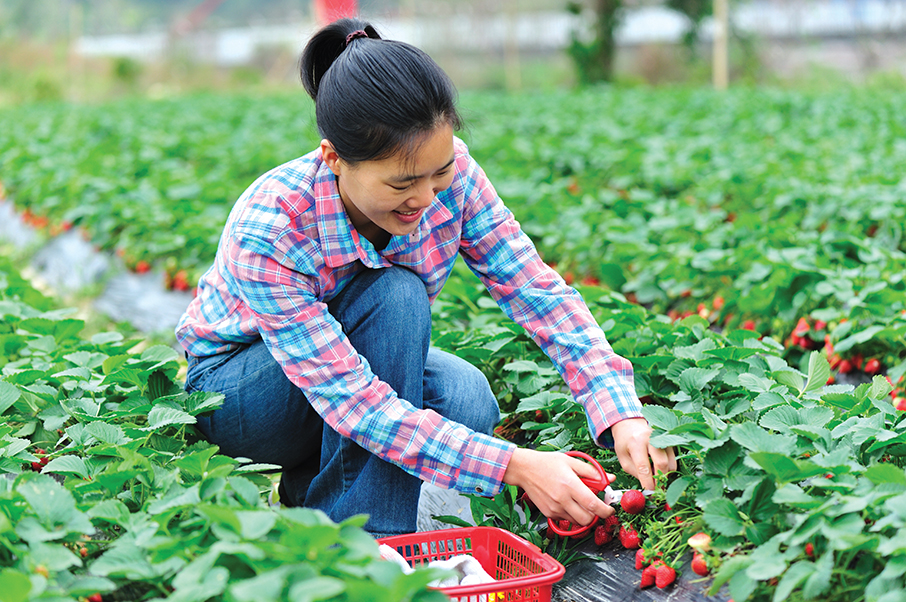 Thu hoạch Dâu tây tại farm Đà Lạt