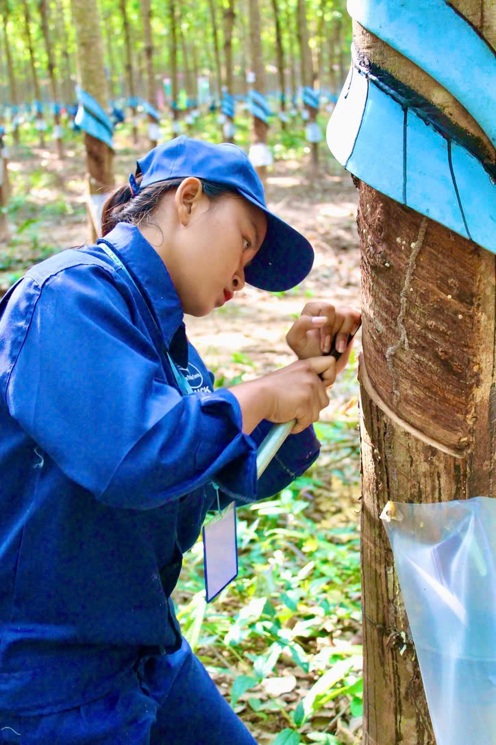 Cao su Chư Sê Kampong Thom hỗ trợ 340 triệu đồng các tỉnh phía Bắc 3