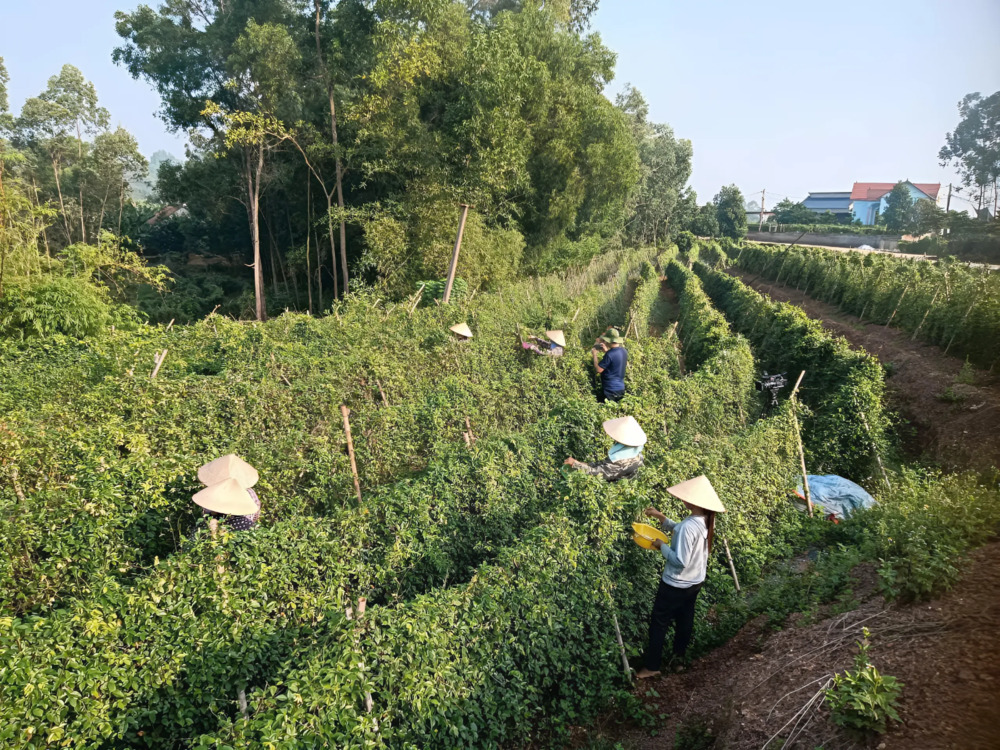 Tân Yên quyết tâm là huyện đầu tiên về đích nông thôn mới nâng cao của tỉnh 3