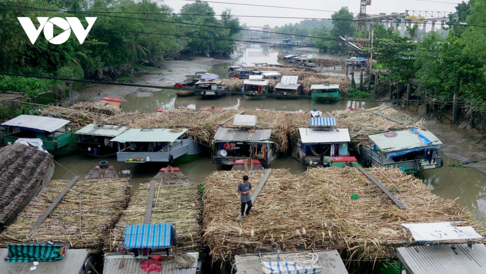 Người trồng mía ở Trà Vinh phấn khởi, doanh nghiệp lo không đủ nguyên liệu 3