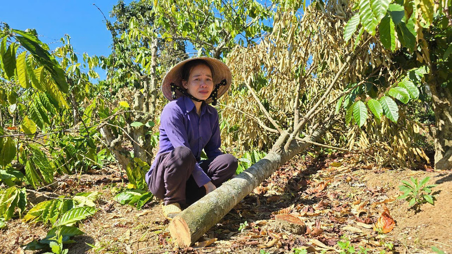 Bắt giữ đối tượng phá hoại vườn cây tại Gia Lai vì mâu thuẫn cá nhân 3