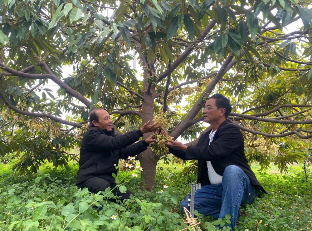 Tây Nguyên vào mùa thụ phấn cho cây riêng 6