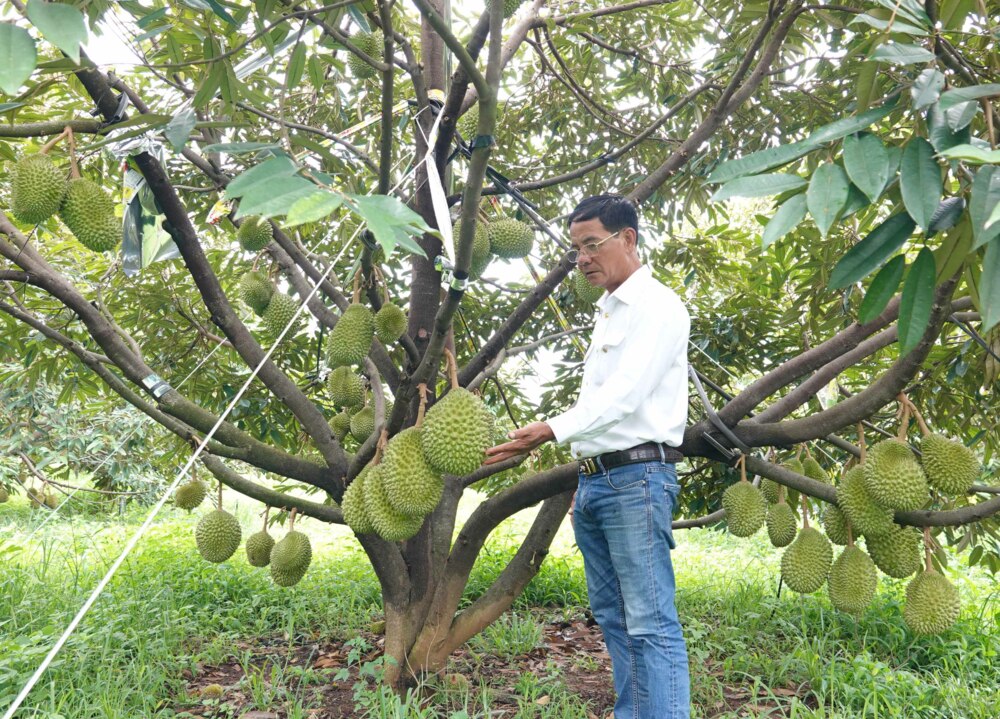 Tây Nguyên vào mùa thụ phấn cho cây riêng 8