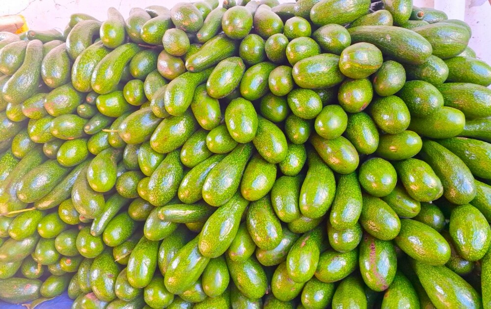 Bơ Tây Nguyên được giá vì... mất mùa 3