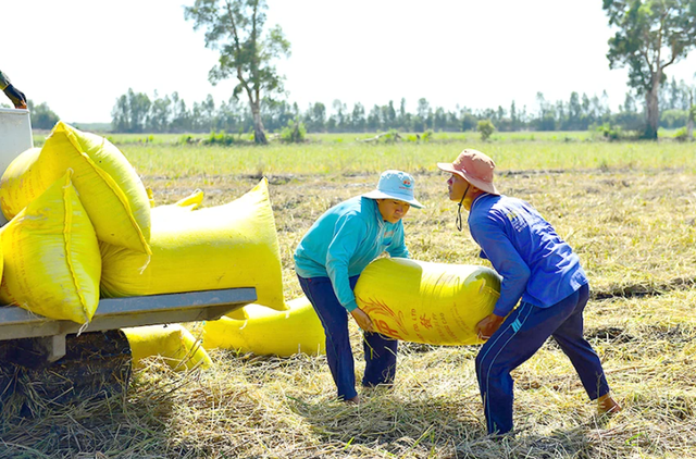 Nông dân đẩy mạnh thu hoạch lúa với kỳ vọng năng suất sẽ tăng.